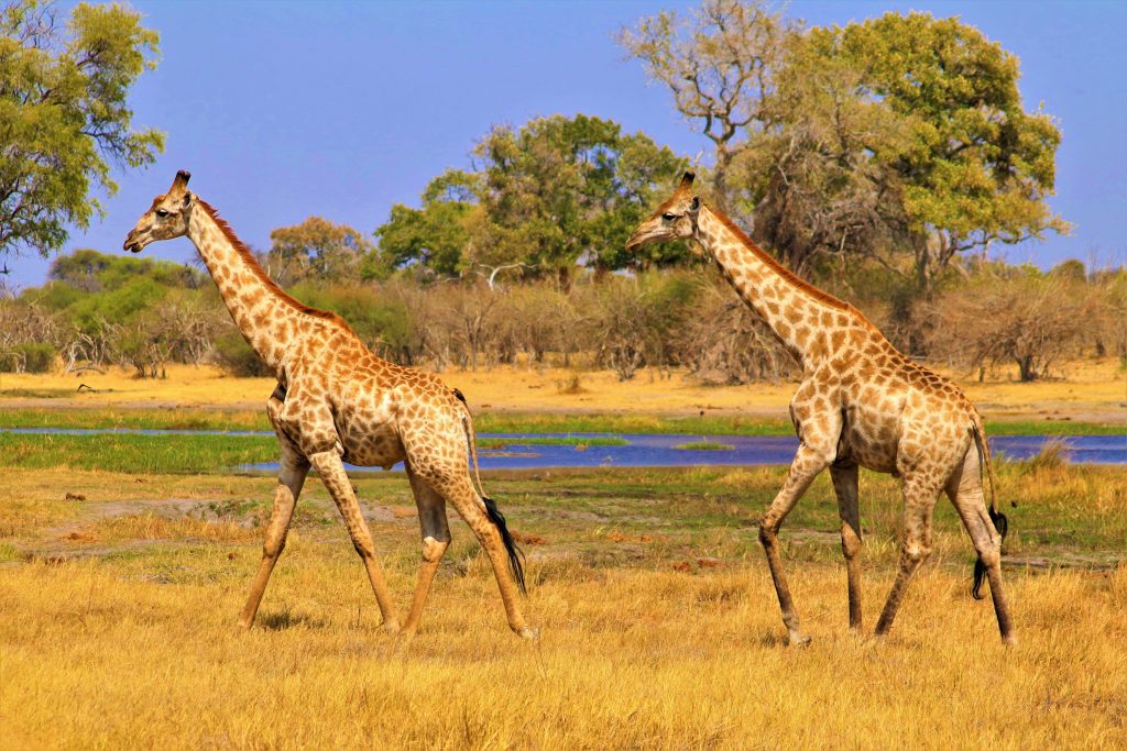 Botswana Safari - Credit: Roger Brown via Pexels - Underrated Nature Spots Botswana Safari - Credit: Roger Brown via Pexels - Underrated Nature Spots