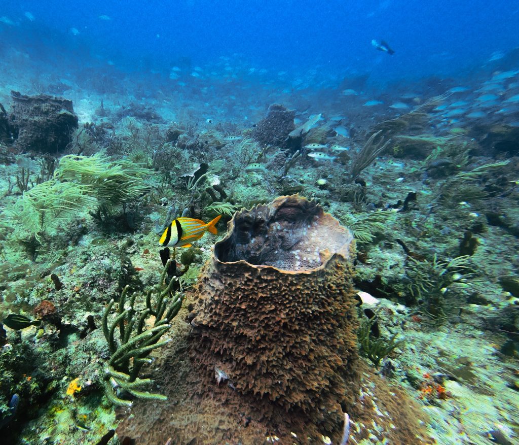 Underwater - Credit: Andrew DeGarde on Pexels Underwater - Credit: Andrew DeGarde on Pexels