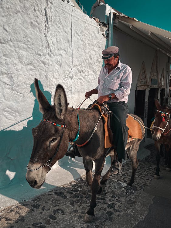 Mule Riding Mule Riding