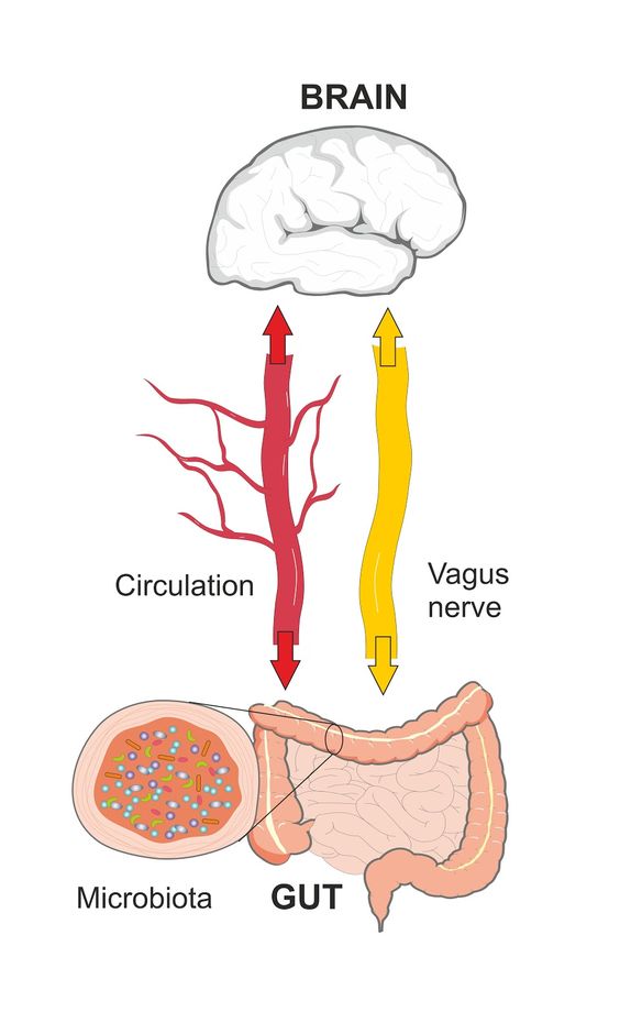 Gut health Gut health
