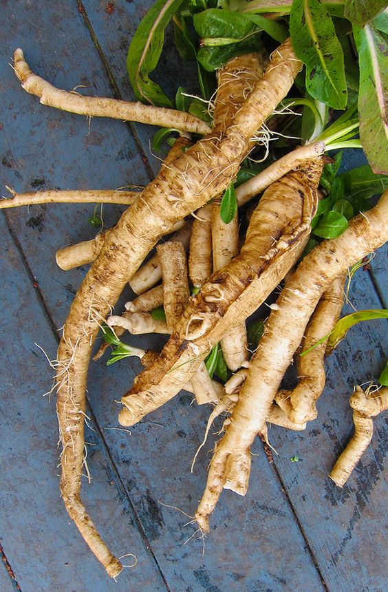 Chicory Root for good gut