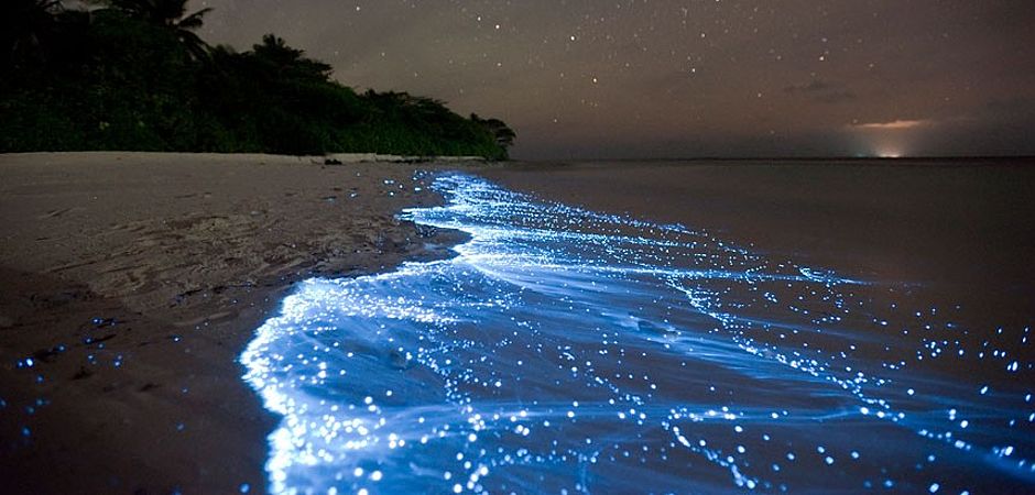 Bioluminescent Water Costa Rica Dream Travel