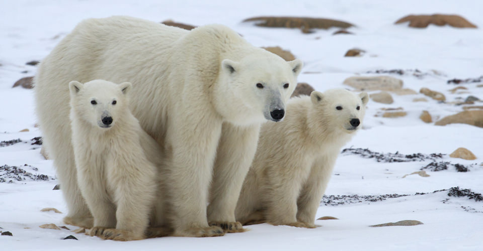 Polar Bear cubs Antarctic Plunge