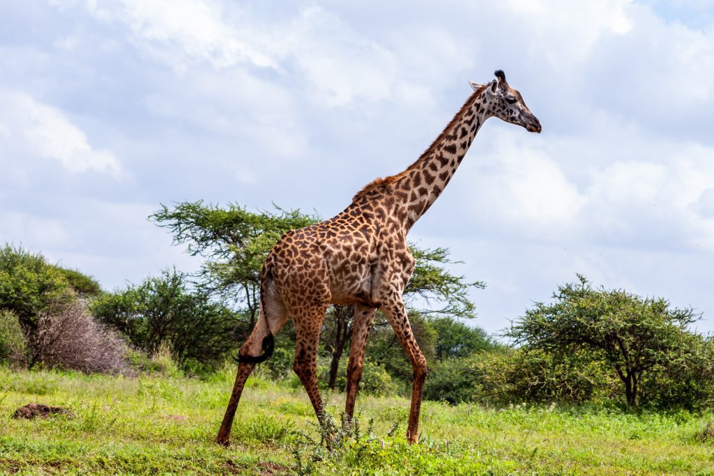 Kenya Safaris - Credit: Africa Vacation Safaris on Pexels - adventurous vacation ideas