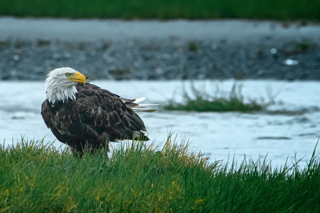  Eagles - Credit:  Ron Bird on Pexels