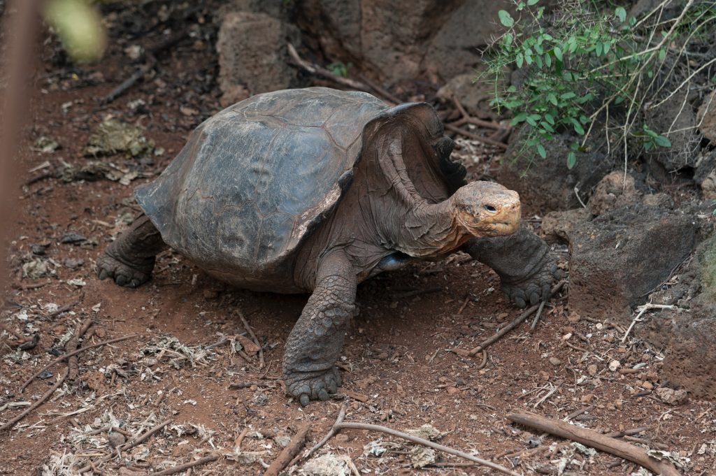Tortoises - Credit: Photo by tommaso picone via Pexels - islands to visit in 2023